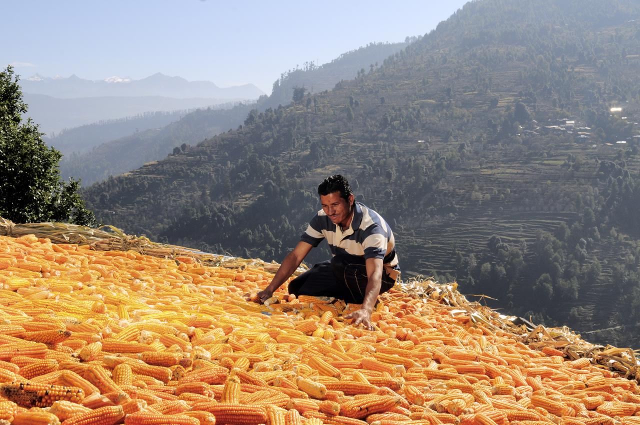 Maize harvest at the Jayaditya Agro farm
