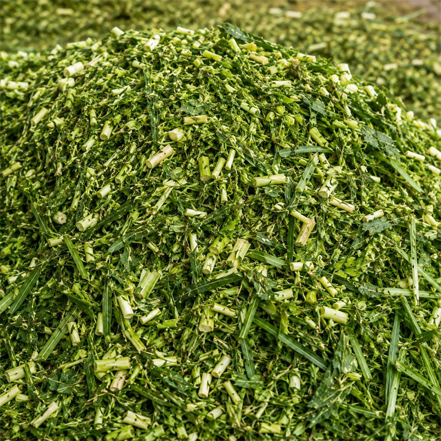Standing Napier grass ready for cutting